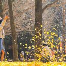 청안초등학교 | ‘은행나무’ 감상 적기는 잎비 내리기 전?