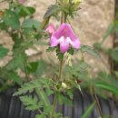 송이풀 (식물) [Pedicularis resupinata] 이미지