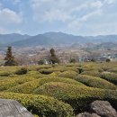 하동경찰서 | 하동 매암제다원 카페 | 사진찍기 좋은 녹차밭 뷰 (여행 2일차 코스)