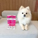 이지힐메딕스 | 강아지 약 먹이는 방법 닥터힐메딕스 필믹스 연어로 약먹이기