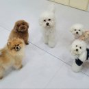 멍찌애견유치원 이미지
