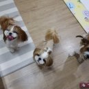 자두케이크