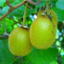 과일이야기 - 강진군 시장길 19 | 과일이야기