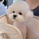 기운내 동물병원 이미지