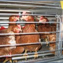 성진부화장 이미지