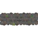 제주코롱코롱 이미지