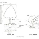 ☆ 조경 수목 규격 ☆ 이미지