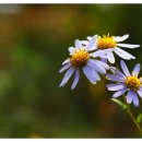 아침이슬 이미지