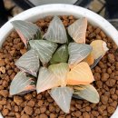 현천농장 | 중국의 하월시아 조직배양묘의 가격은? : 고가의 하월시아, 원가를 알고 사세요.