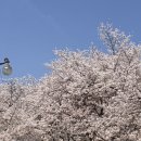 🌸 광주 패밀리랜드 벚꽃 만개! 우치동물원 무료입장까지 완벽한 봄나들이
