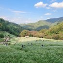 메밀꽃 화장실 이미지