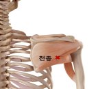 목통증·어깨통증의 숨은 원인? 극하근 Trigger Point와 천종혈 이완 이미지