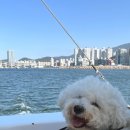 요트경기장내 공영주차장 | 부산 애견동반 요트투어 “부산요트투어 요트다” 부산 애견동반 여행지 추천