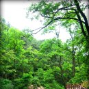 숲속의 계곡 이미지