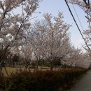 창원폴리텍대학, 창원대학교, 김해해반천의 봄풍경♥.♥ 이미지