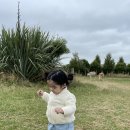 바디퓨엘 | 함께하는 뉴질랜드 해외여행(3)(크라이스트처치,아카로아,아카로아 샤마라 농장,피쉬앤칩스,버거퓨엘)