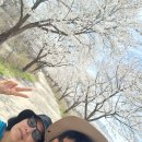 인다락벚꽃길 이미지