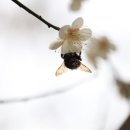 꽃을;보다 이미지