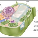 아로니아먹는법 품질비교 '잘먹고잘사는법' 이미지