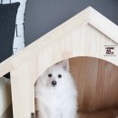 강아지집 이미지