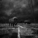 도그스타 이미지