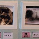 퍼피앤커피 이미지