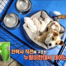 신동엽 가족이 입양한 강아지 '크림이'. 이미지