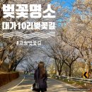대가면사무소 | 경남 벚꽃명소 벚꽃동굴이 이어지는 드라이브코스 고성 10리벚꽃길