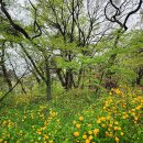 공주 갑사 황매화축제 이미지