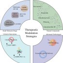 Re: 운동 모방 한약(exercise mimetics) 최신 논문 탐구 이미지