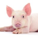 Pig 이미지