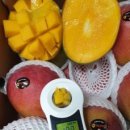 애플망고 이미지