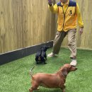 옐레드 애견유치원&애견호텔 부산용호점 이미지