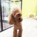 The 쇼독 이미지
