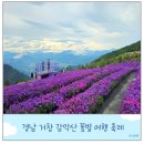 지에스25 함안칠서점 | 2025 거창 감악산 아스타국화 실시간 개화상태 주차 꽃별여행 9월축제