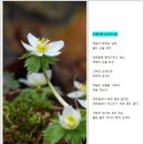 200418_꿈속의천상화원 선자령야생화꽃길