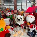 몽구네 애견유치원 이미지