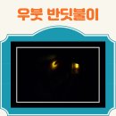 파드마투어 | 발리 우붓 반딧불이 투어(어린이 가능, 파드마 출발)