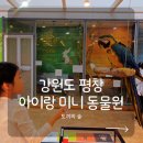 인형의 거리(토끼) | 평창 아이랑 가볼 만한 곳 토끼의 숲 후기｜용평리조트·알펜시아 근처 동물체험 놀이터까지