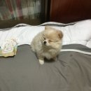 룰루랄라 이미지