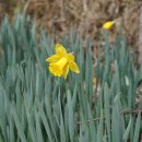 수선화 Narcissus tazetta subsp. chinensis (M. Roem.) Masam. &amp; Yanagih. 아종 이미지