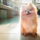 화정펫