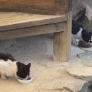 마니컨통닭 이미지