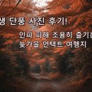 지도 왕벚나무길 | 11월, 의외로 사람 없는 숨겨진 단풍 명소 BEST 3