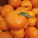 과수원 피스 이미지