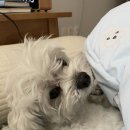 떡제조기능사(야간) 이미지