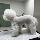 댕자뷰 이미지