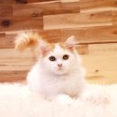 베베캣 이미지