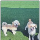 뽀송하개 재워줄개 이미지