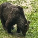 루마니아 19세 소녀 곰에게 당하기까지, 8년 만에 사냥 허용한다는데... 이미지